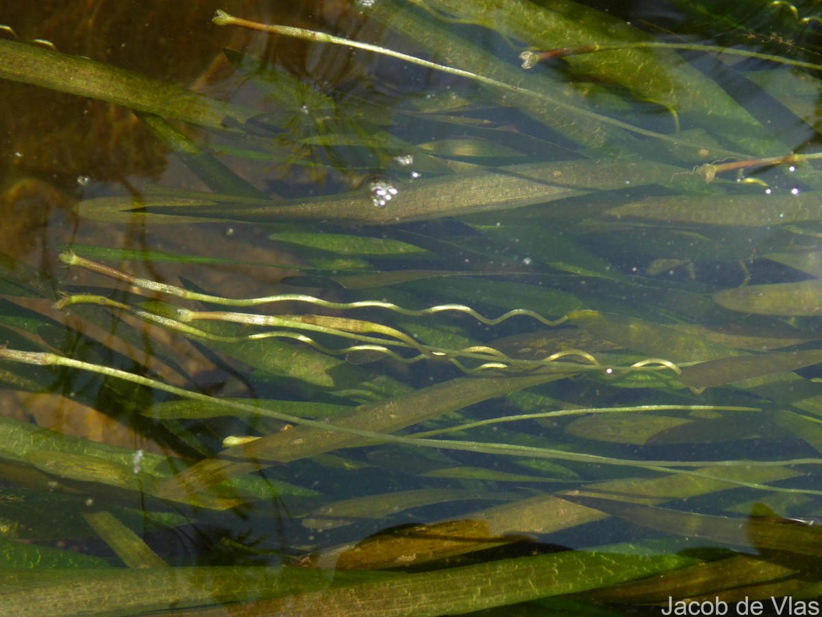 Vallisneria spiralis L.